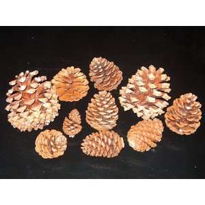  Two Pounds Assorted Pine Cones: Everything Else