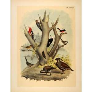  1881 Chromolithograph Birds Woodpeckers Quail Sparrow 