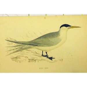  Hand Coloured C1880 Swift Tern Bird Natural History: Home 