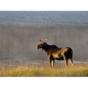 Moose (Alces Alces) Cow, Glacier National Park, Montana, USA 