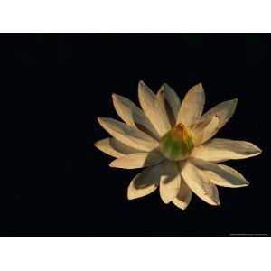  A White Water Lily Opened to the Light National Geographic 