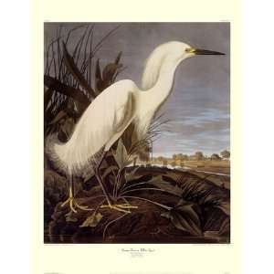  Snowy Heron or White Egret Poster by John Woodhouse 