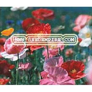   MIX Cascade Pocket     600,000 Flower Seeds: Patio, Lawn & Garden