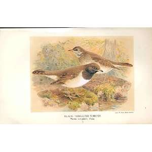  Black Throated Thrush By Keulemans 1855 97 Birds