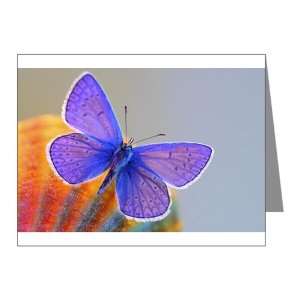  Note Cards (10 Pack) Xerces Purple Butterfly Everything 