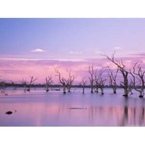 Dead Trees, Lake Bonney, South Australia, Australia, Pacific Stretched 