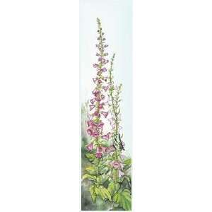   Print   Foxgloves   Artist Lisa Hains   Poster Size 5 X 20 inches