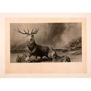  Stage Deer Attack Dogs Hunting   Original Heliogravure