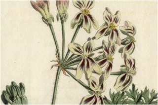 1814 Antique Curtis Botanical Print   Pelargonium Triste 1641  