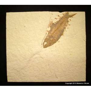  Green River Fm. Fossil Fish   Knightia (F0224): Kitchen 