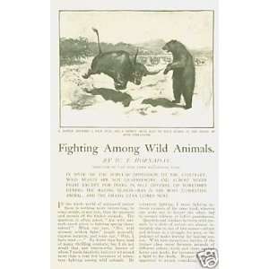 1901 Fighting Among Wild Animals Bears Bulls Tigers 