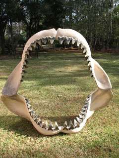 Gigantic Shark Jaws from the Prehistoric Monster Megalodon Shark w 