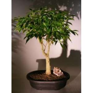 Bonsai Boys Oriental Ficus Bonsai Tree ficus orientalis:  