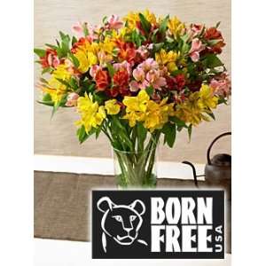 Born Free USA United with Animal Protection Institute Peruvian Lilies 