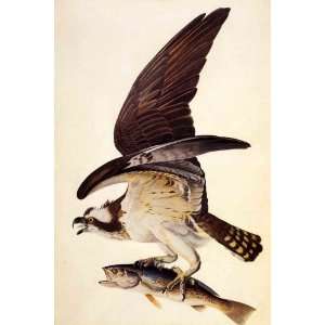    John James Audubon Fish Hawk or Osprey 24x36 