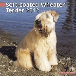  Soft Coated Wheaten Terrier 2012 Wall Calendar 12 X 12 