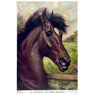 11x 14 Poster. A Prince of the blood, Horse Poster. Decor with 