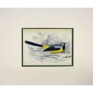   1880 Hand Coloured Print Bird Grey Wagtail Yellow Blue: Home & Kitchen