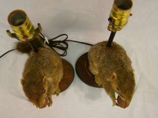 PAIR 2) RETRO Vintage SQUIRREL & NUT Old TAXIDERMY Stuffed MOUNTED 