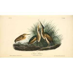   John James Audubon   24 x 14 inches   Least Bittern. 1. Male. 2. Fem