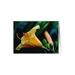 Yellow Daylily Flower Photo Blank Note Card Card