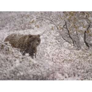  An Alaskan Brown Bear Walking in a Snowy Landscape (Ursus 