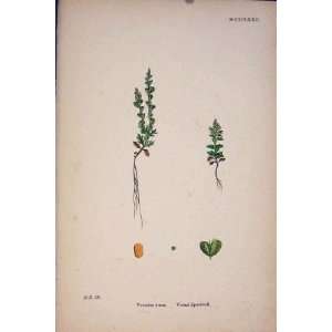  Vernal Speedwell Flower Plant Colour Antique Print
