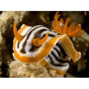 Nudibranch Crawls over the Reef, Malapascua Island, Philippines 