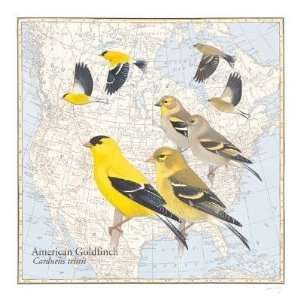  David Allen Sibley   American Goldfinch Canvas