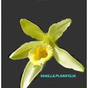 Vanilla planifolia 551s (cutting) Grocery & Gourmet Food