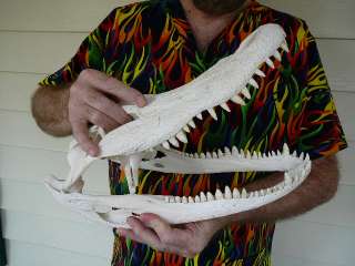 16+ GATOR Alligator Head SKULL Taxidermy teeth anatomy  