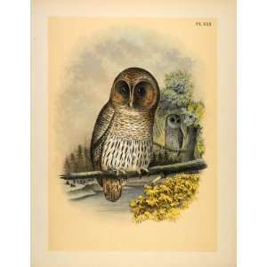  1881 Chromolithograph Bird Barred Owl Hoot Rain Wood 