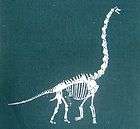 Green Brontosaurus Skeleton fossil ~PATCH~ Apatosaurus 