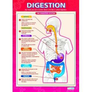  Digestion Extra Large Paper Poster
