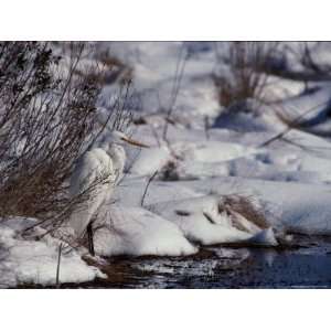 Great Egret in the Snow National Geographic Collection Photographic 
