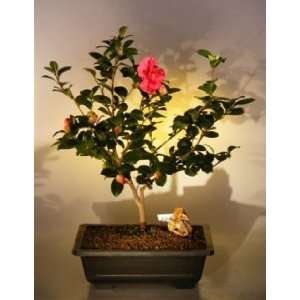   Boys Flowering Camellia Bonsai Tree camellia sasanqua yuletide