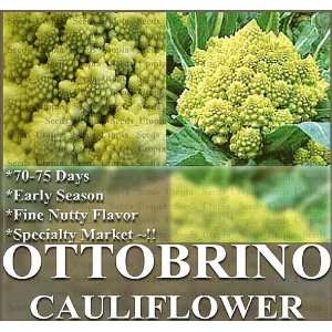  1,000 ROMANESCO OTTOBRINO BROCCOFLOWER Cauliflower Seeds 
