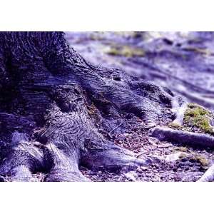 Tree Roots Landscape photograph 