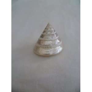  White Troca Cone SeaShell 