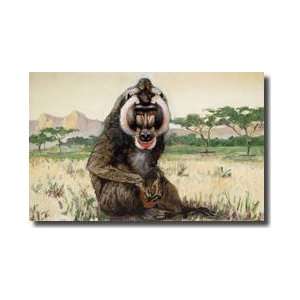  Male Mandrill Papio Sphinx Giclee Print