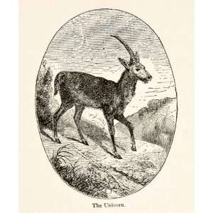  1898 Wood Engraving Tibetan Antelope Chiru Kere Unicorn 