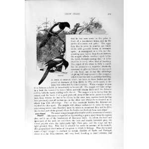  NATURAL HISTORY 1894 95 MAGPIES CROW BIRDS AZURE WINGED 