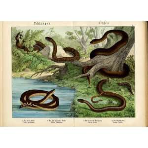  4 Snakes German & Latin Names Schubert Antique Print *2 