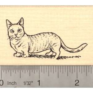  Munchkin Cat Rubber Stamp Arts, Crafts & Sewing