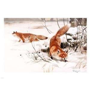  Pivot Publishing   B PPBPVP1883 Common Foxes in the Snow 