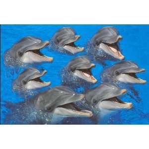  Bottlenose Dolphins 1000 Piece Puzzle Toys & Games
