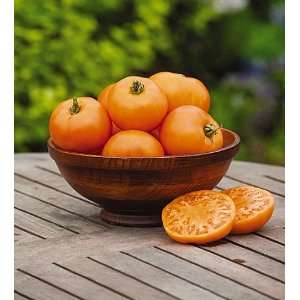 Orange Wellington Tomato Plant   Burpee Exclusive Patio 