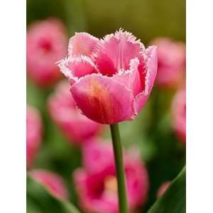  Tulip Fringed Family   100 per Box