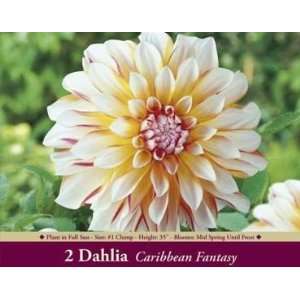   Farms Dahlia Caribbean Fantasy Pack of 2 Bulbs Patio, Lawn & Garden