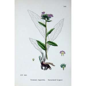  Narrow Leaved Lungwort Botany Plants C1902 Flowers: Home 